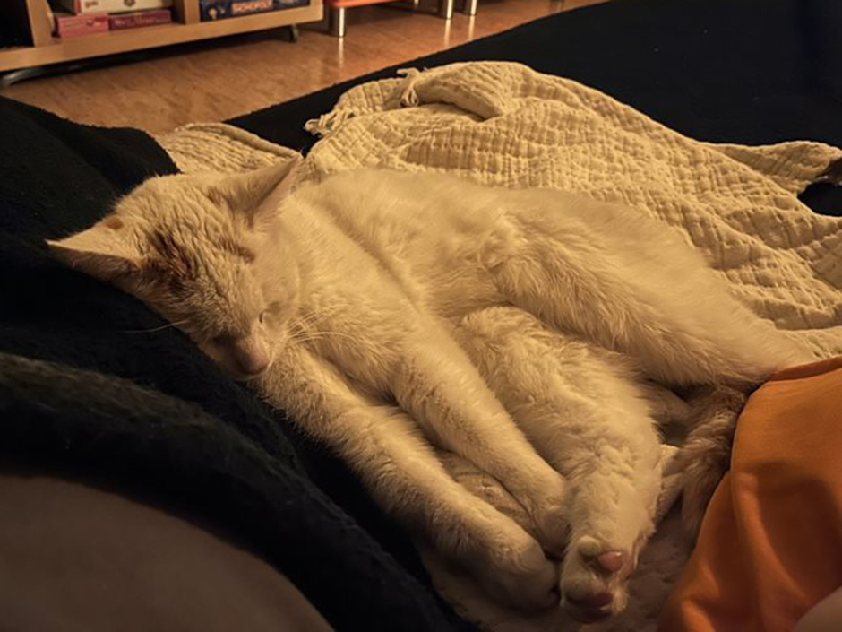 Kater Frosty zuhause