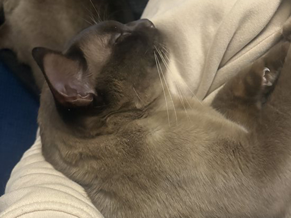 Kater Gideon am schlafen.