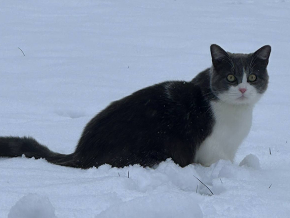 Kater Goose im Schnee