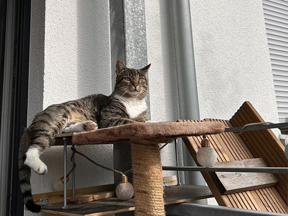 Kater Harley liegt auf einem Kratzbaum.