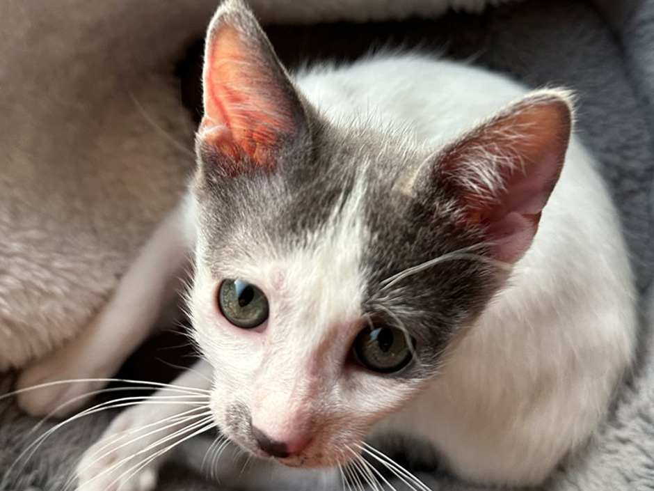 Kater Hektor zuhause.