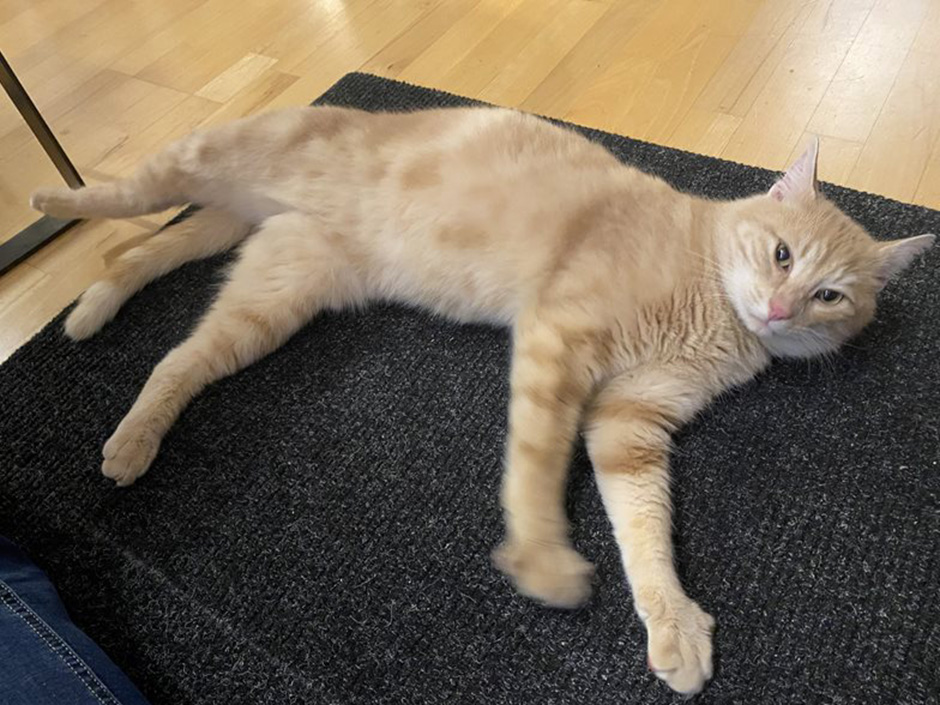 Kater Johnny Zuhause