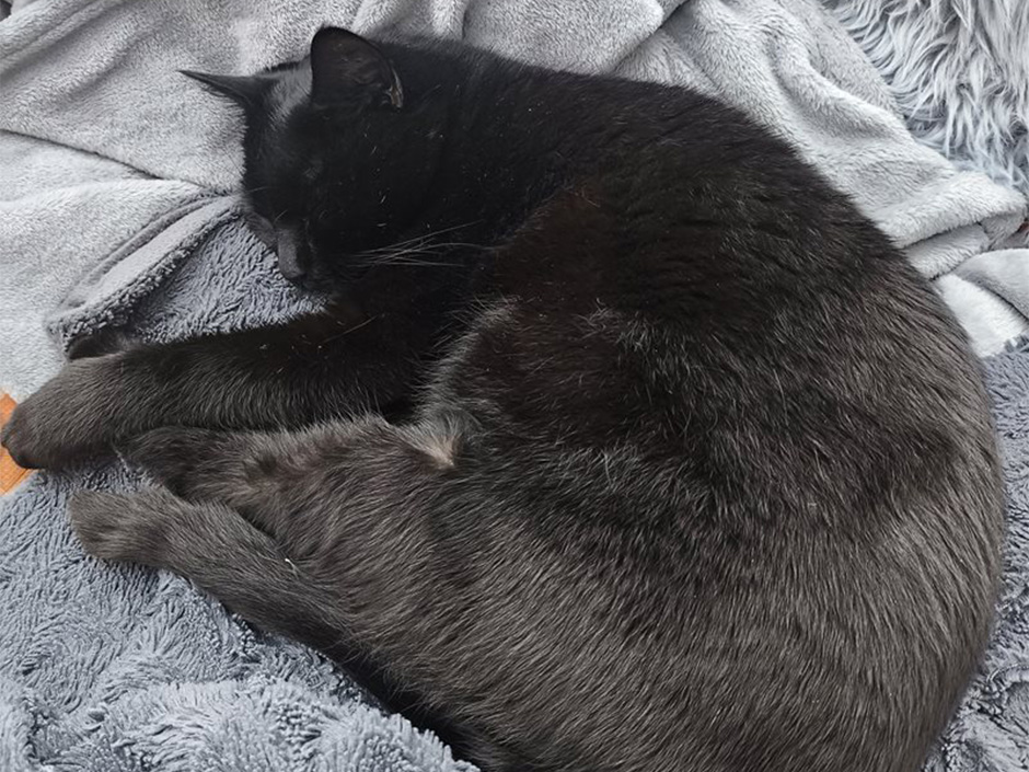 Schwarzer Kater Karli schläft auf einer Decke.