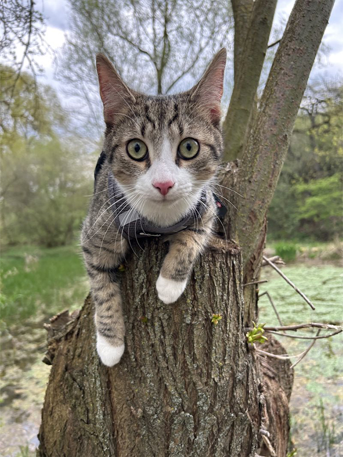 Kater Kuro klettert auf einem Baum.