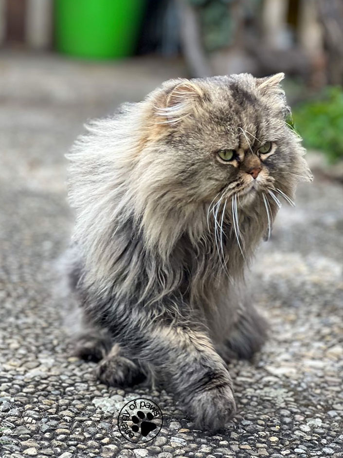 Kater Leo ist wieder Zuhause.