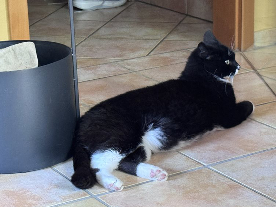 Kater Levi zuhause