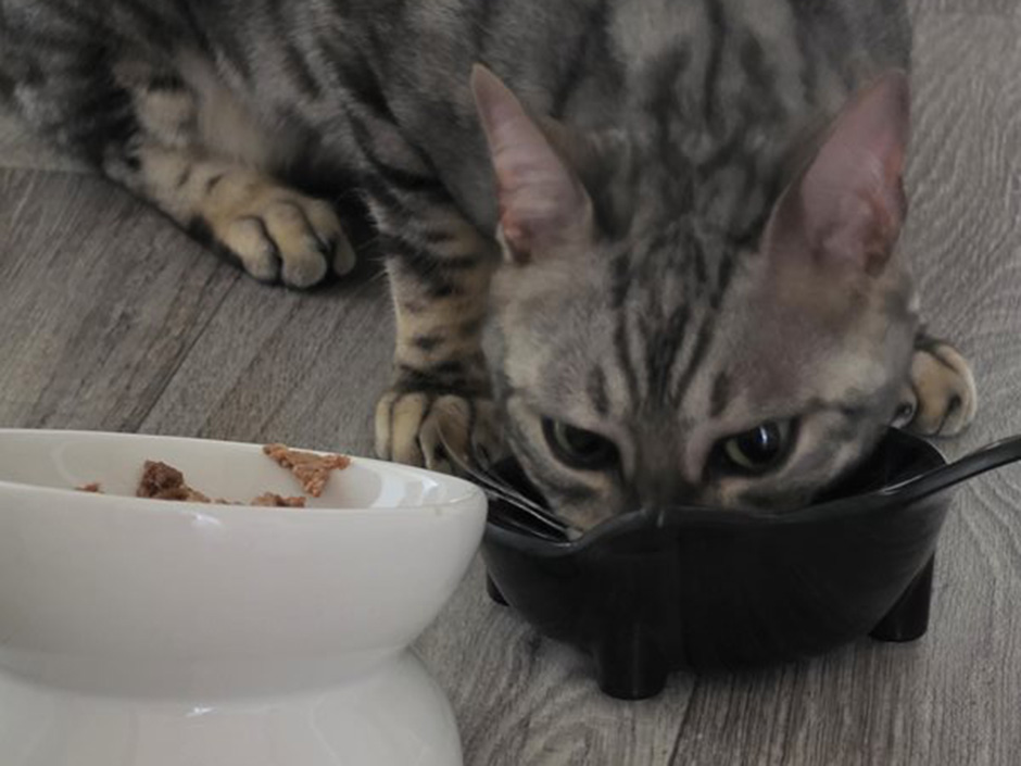 Kater Lio zuhause am essen