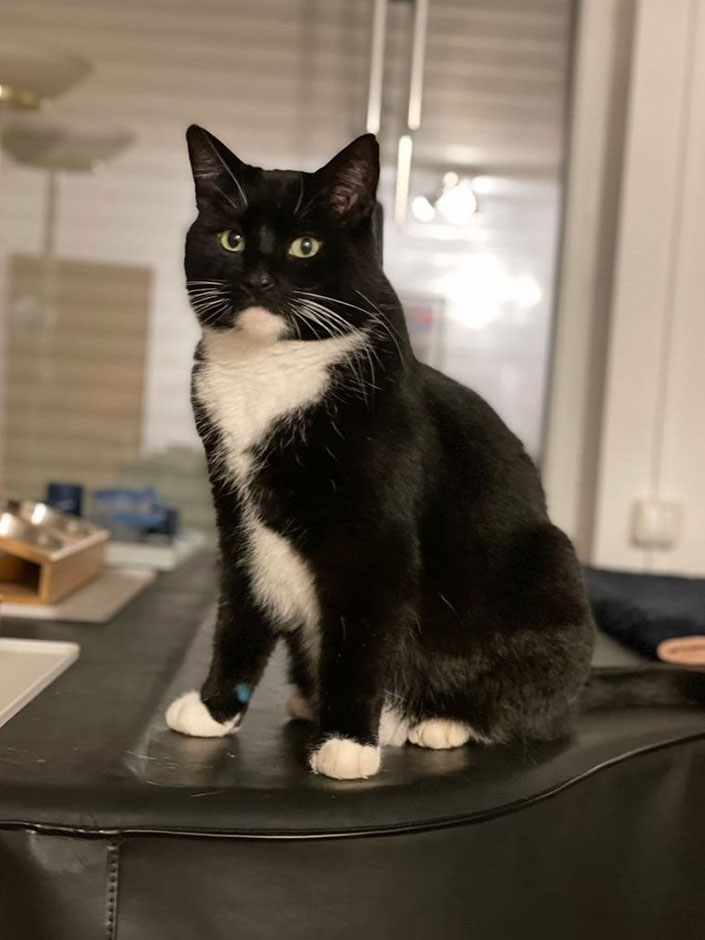 Kater Louis ist wieder Zuhause.