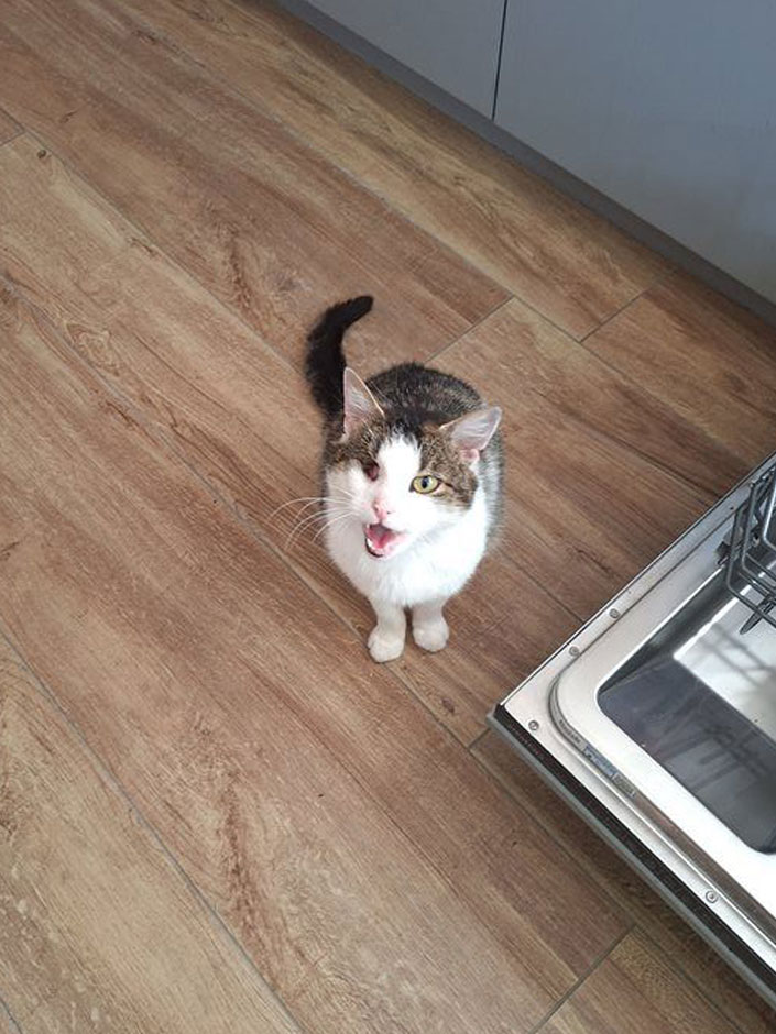 Kater Lucks miaut.
