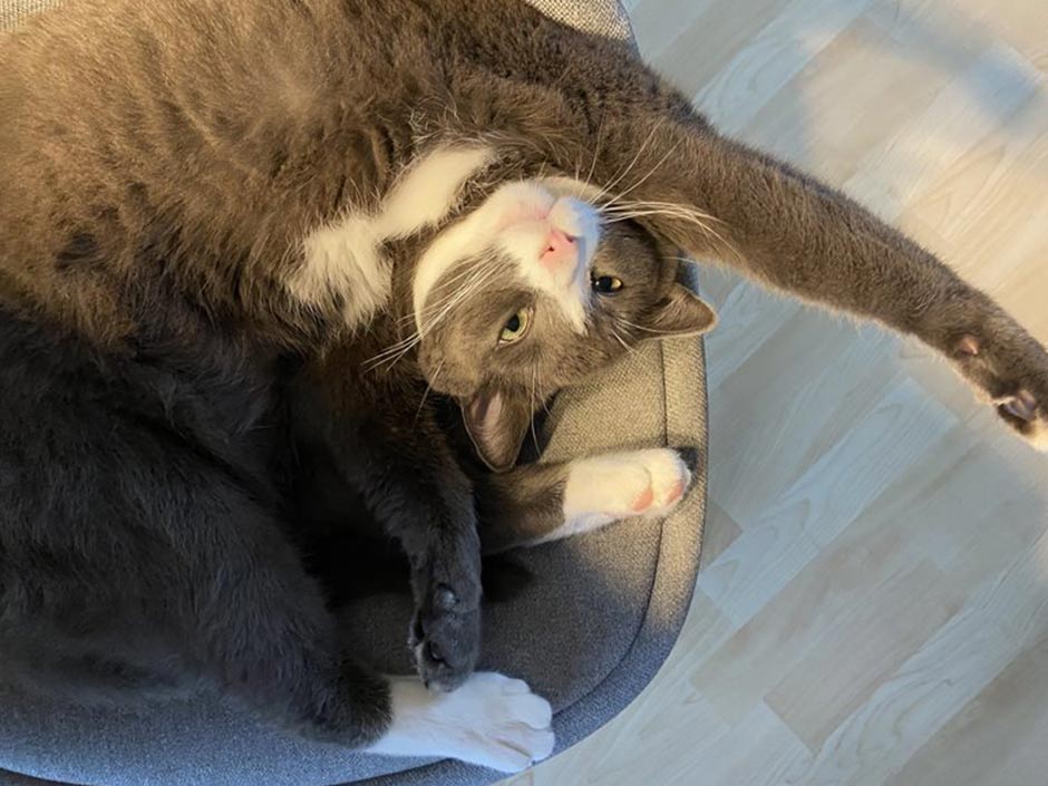 Kater Lucky liegt auf einem Stuhl.