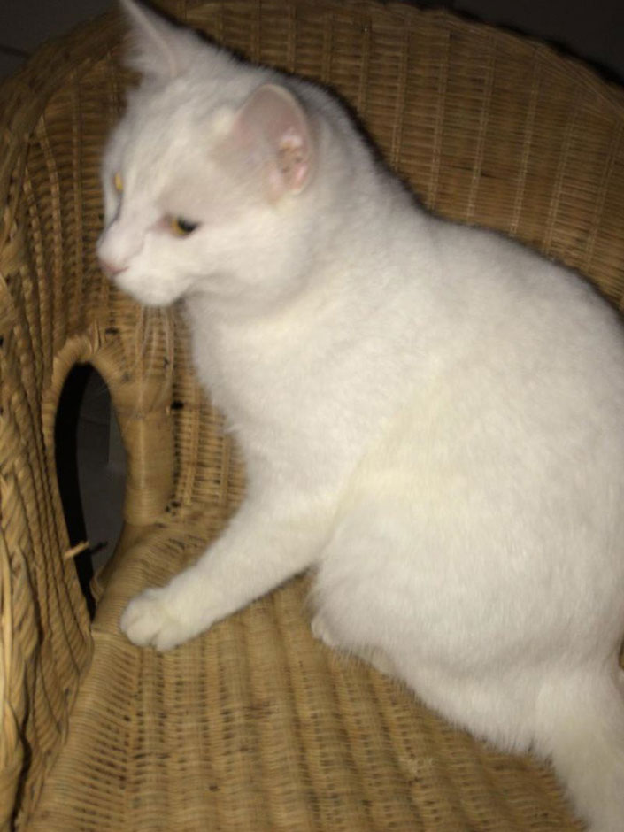 Kater Luna ist nach zwei Jahren wieder Zuhause.