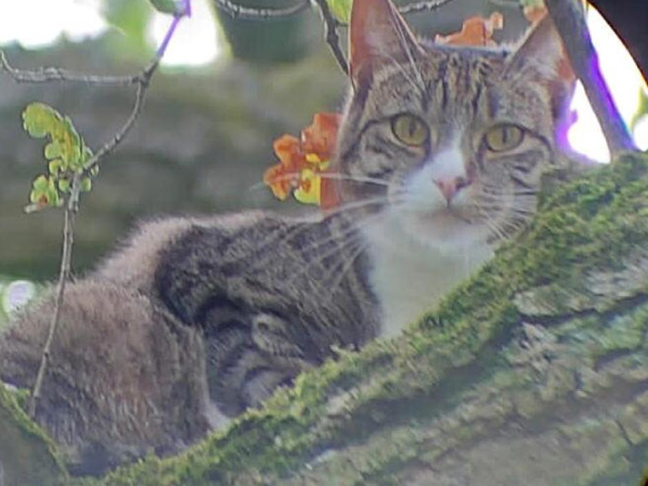 Kater Matroskin saß auf einem Baum fest.