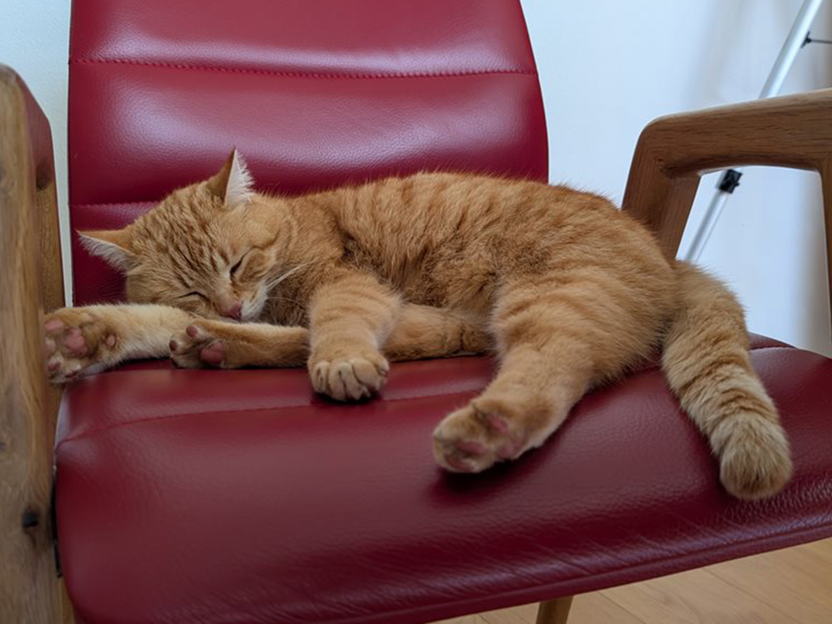 Kater Mau liegt zuhause auf einem Stuhl.