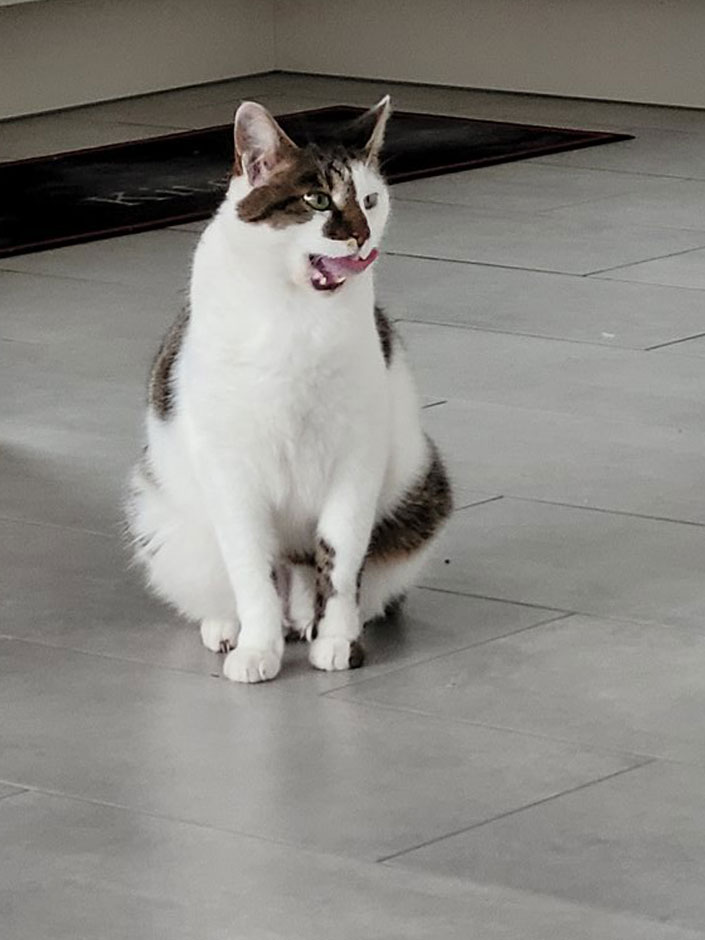 Kater Max ist wieder Zuhause.