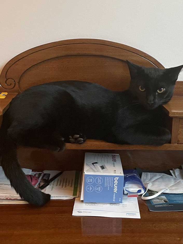 Kater Max liegt auf dem Schrank.