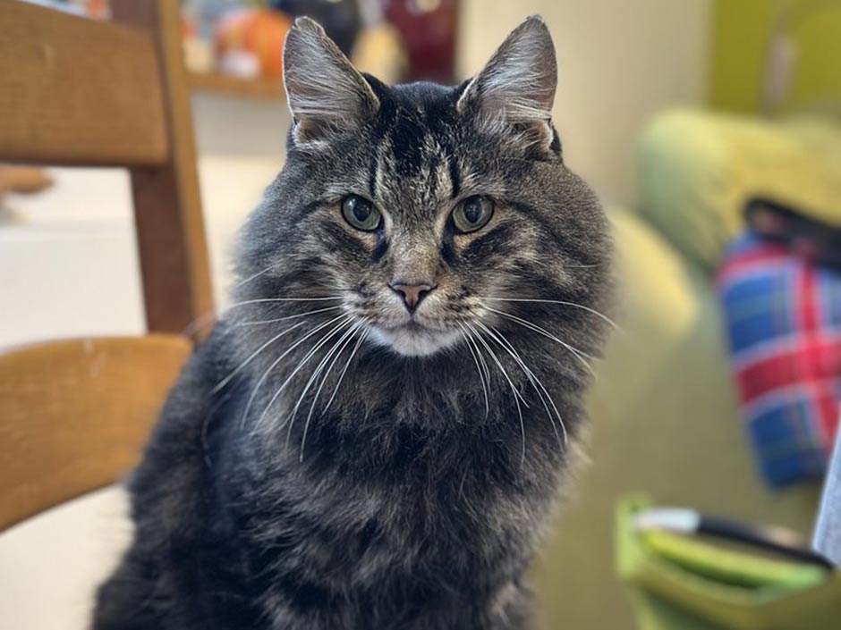 Kater Max sitzt auf einem Stuhl.