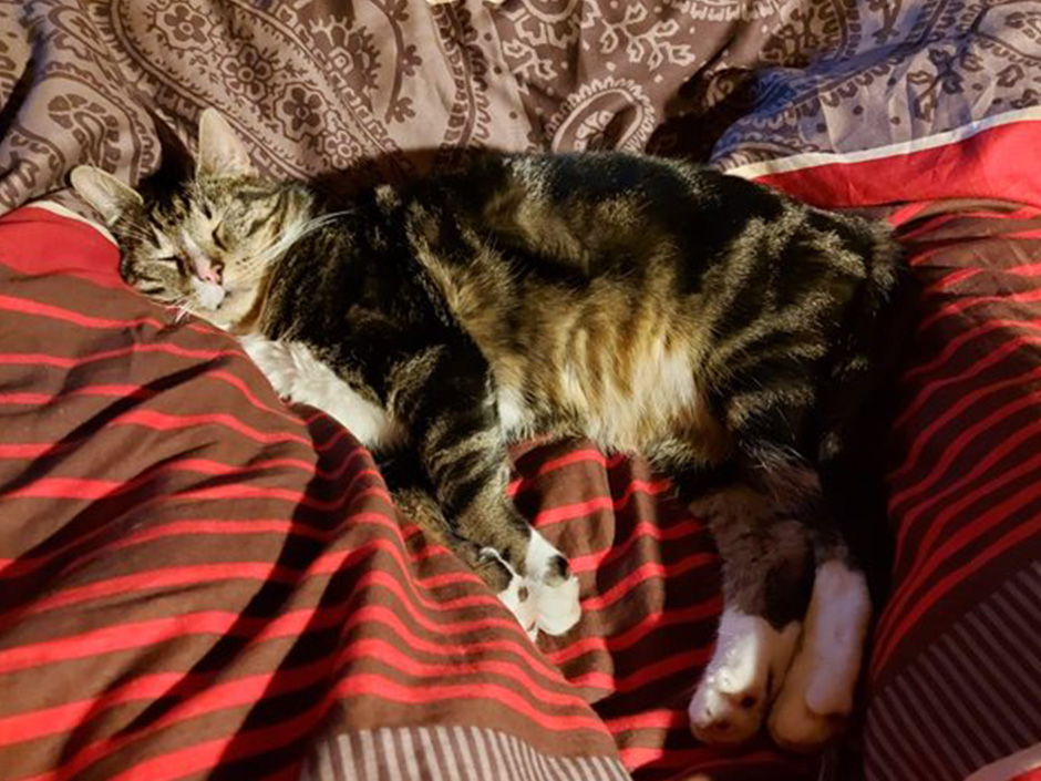 Kater Mickey liegt im Bett und schläft.