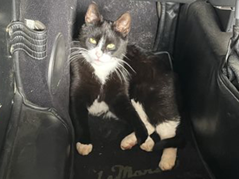 Kater Micky in einem Auto.