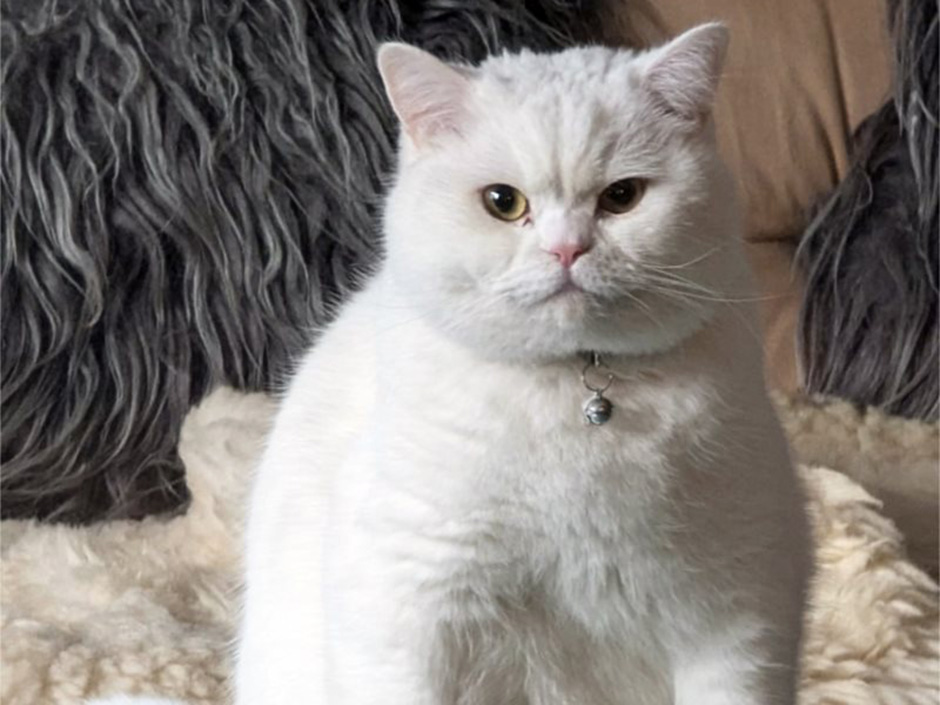 Kater Minou zuhause