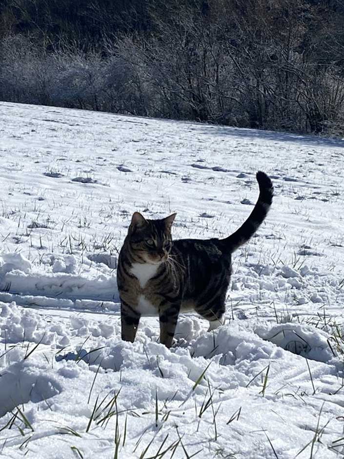 Kater Mo im Schnee