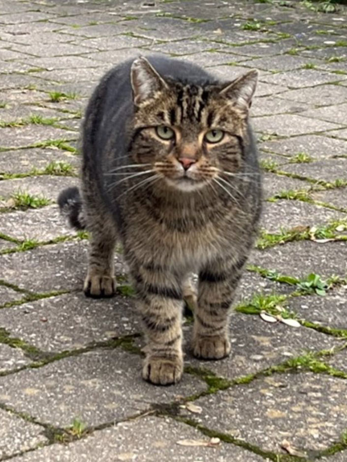 Fundfoto von Kater Mopsi