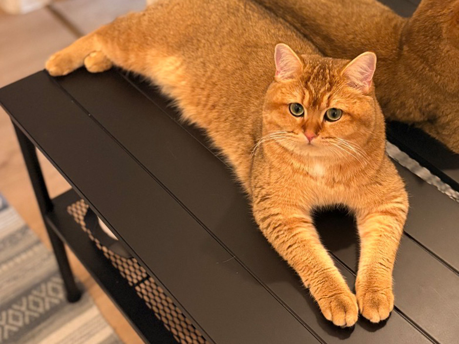 Kater Mori liegt auf einem Regal.