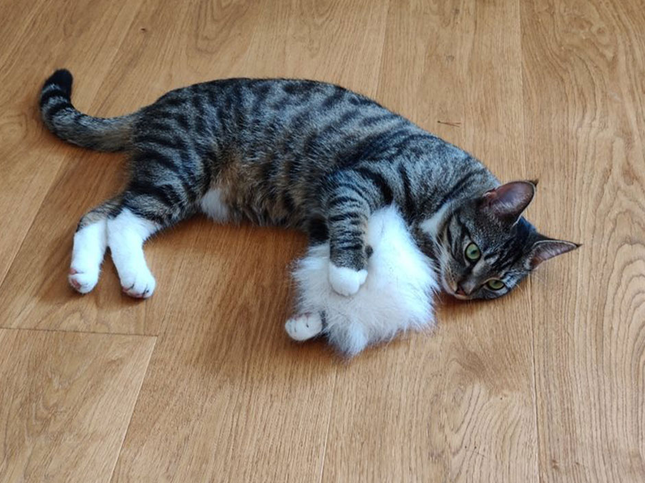 Katze Müsli spielt mit einem weißen Spielzeug.