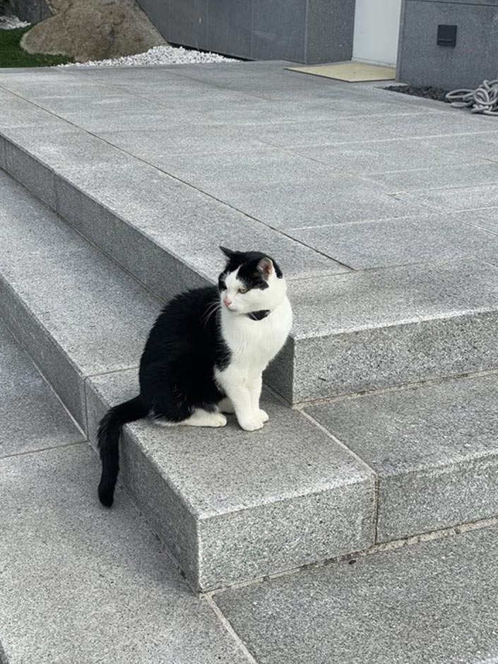 Kater Mister Mulle mit GPS-Tracker.