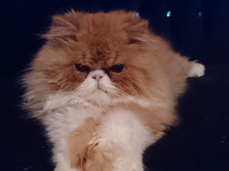 Kater Nino von Rittmeyer Zuhause