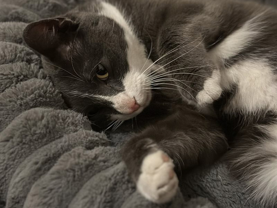 Kater Palou zuhause