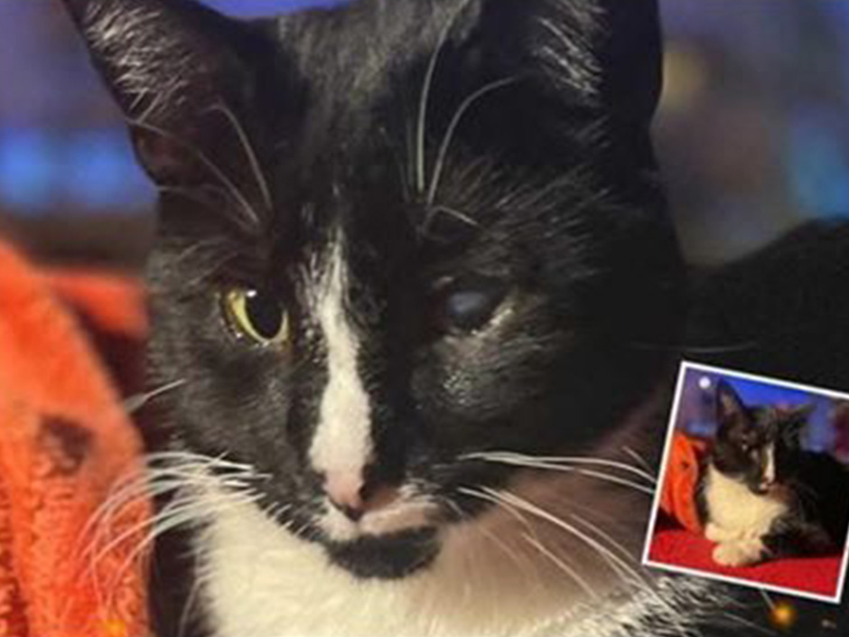 Kater Paul zuhause