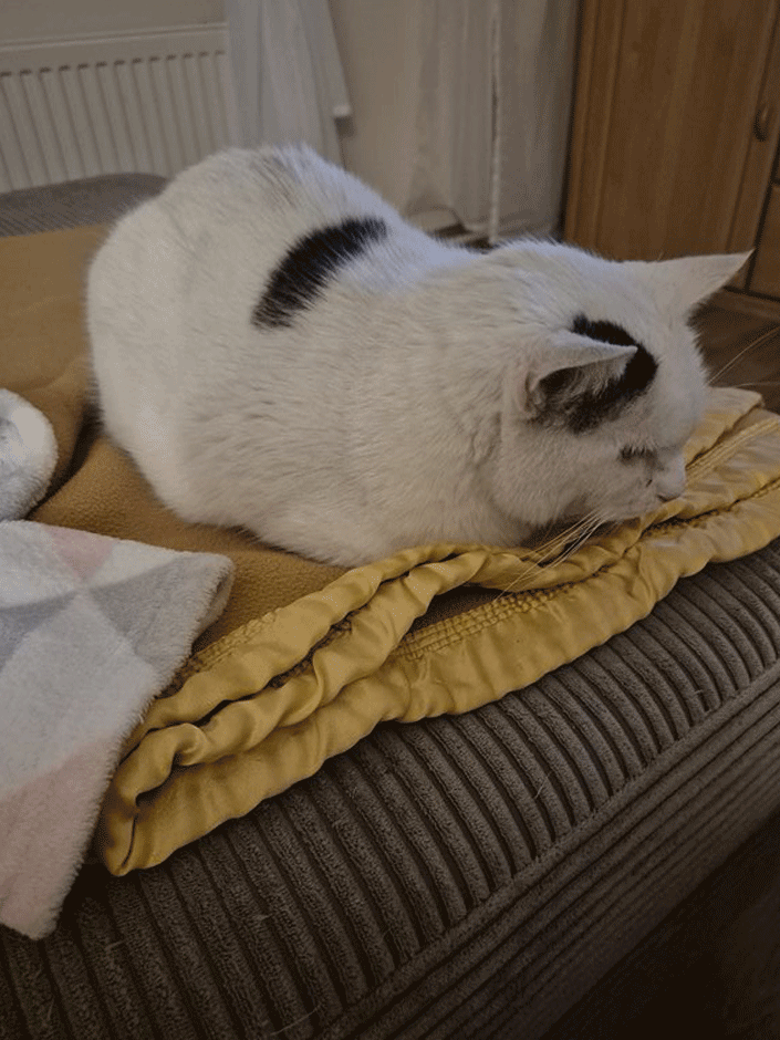 Kater Paulchen auf seinem Lieblingsplatz.