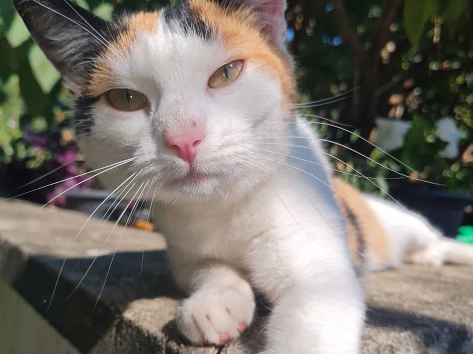 Kater Peanut liegt auf einer Mauer.