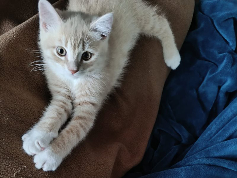 Kater Persi auf einem Sofa.