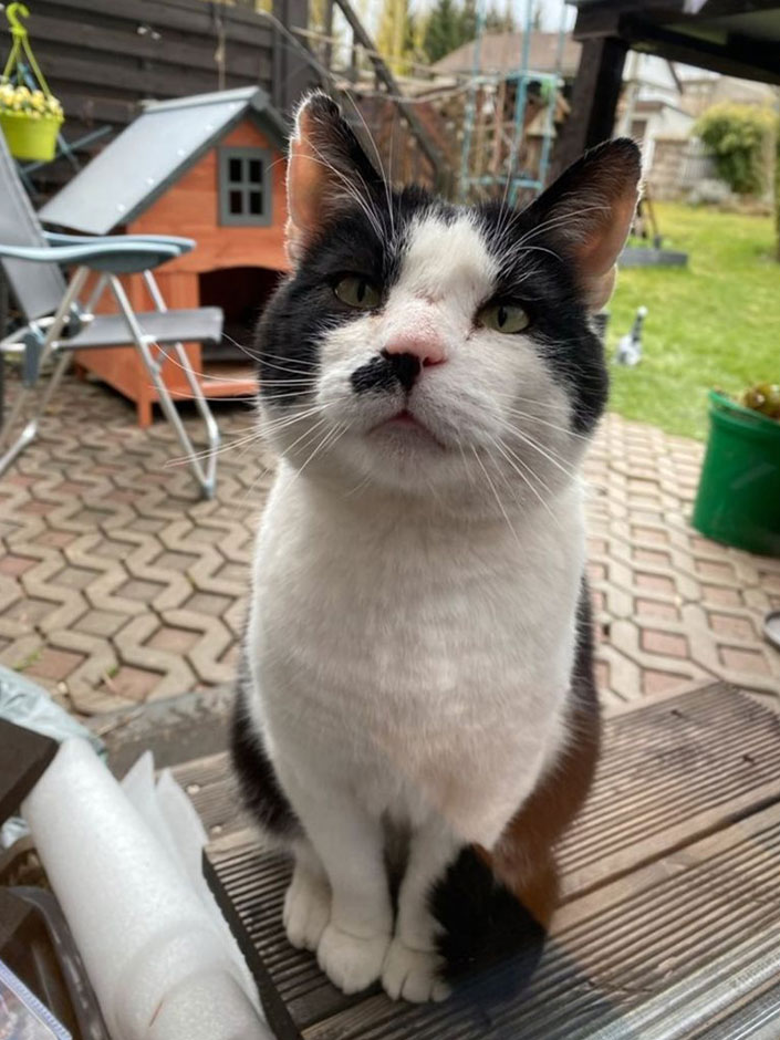 Kater Peterle im Garten.