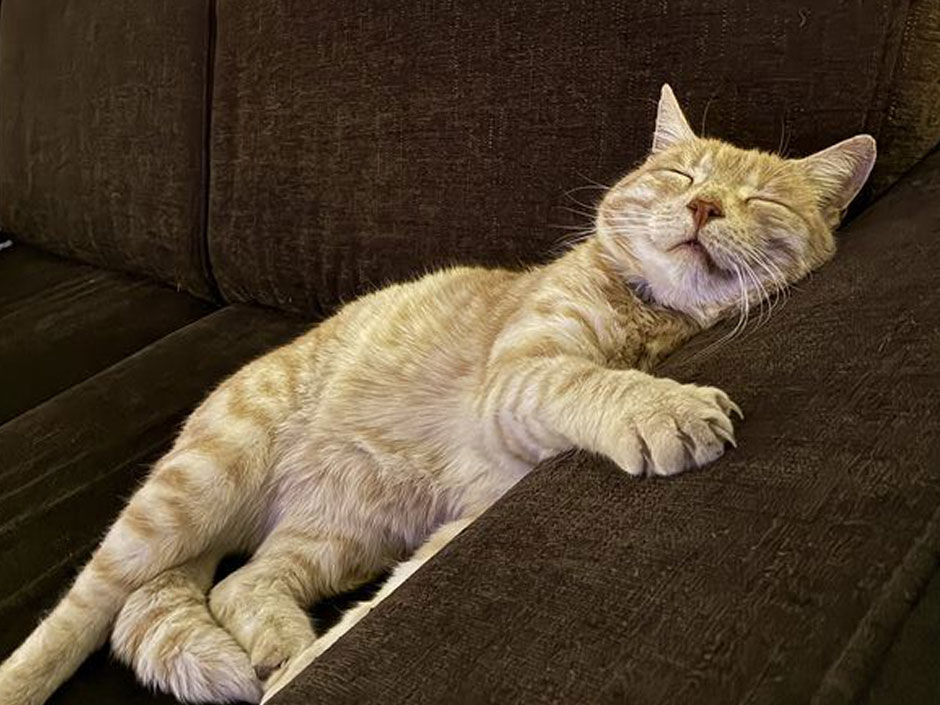 Kater Pommes schläft auf dem Sofa.