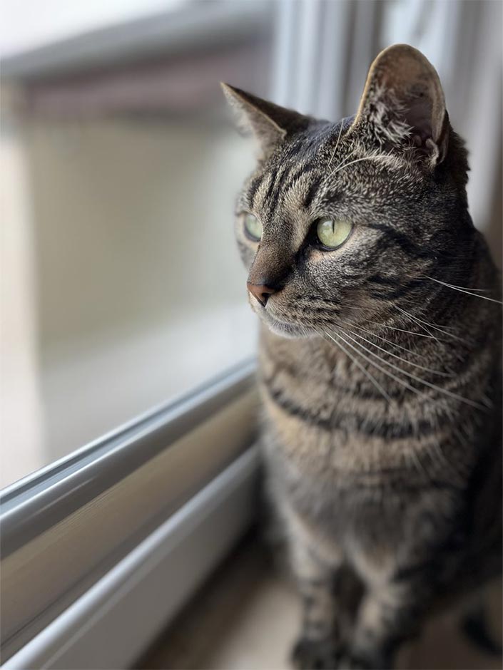 Kater Puffin schaut aus dem Fenster.