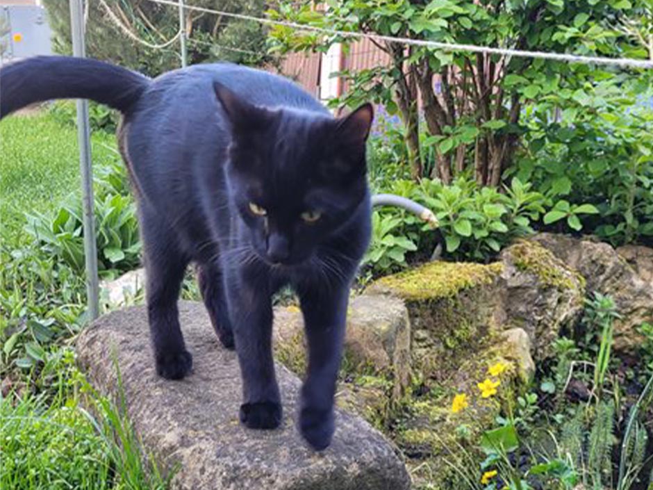 Kater Rambo im Garten.