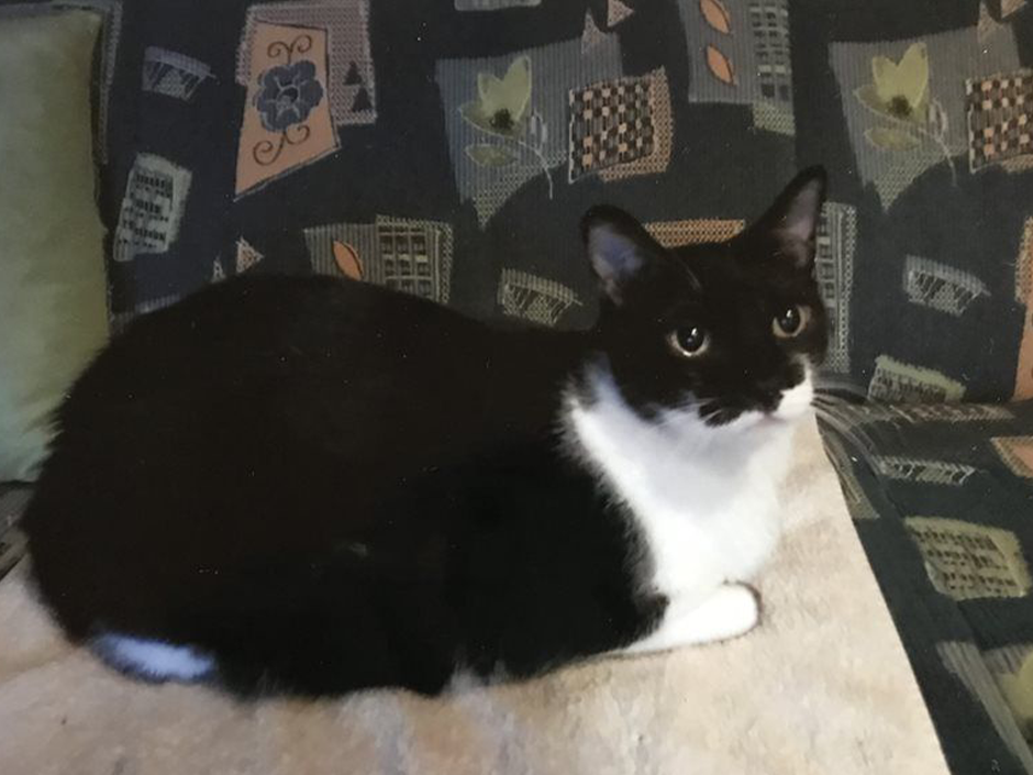 Kater Roco