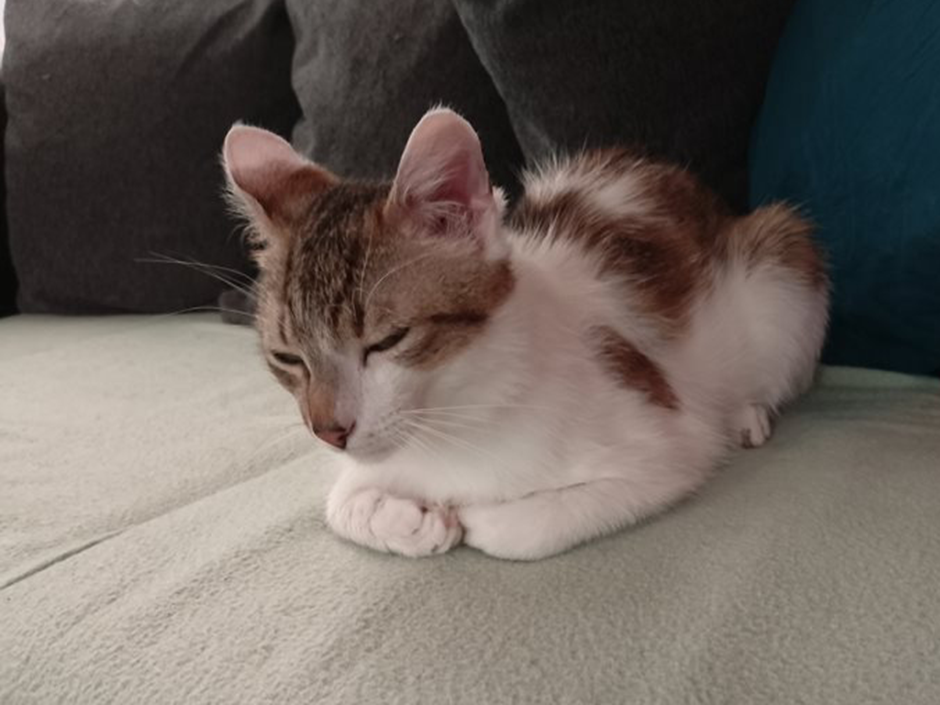 Kater Romeo zuhause