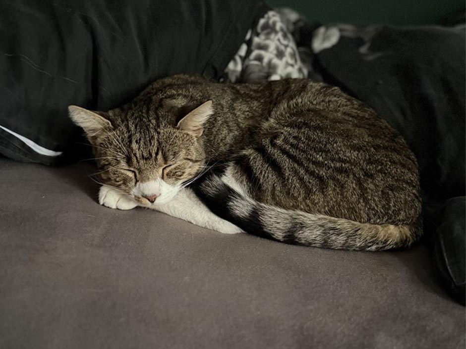 Getigerter Kater Romeo schläft auf dem Sofa.