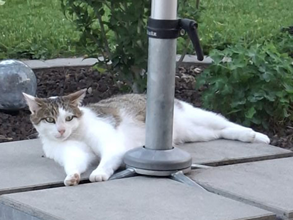 Kater Ronaldo auf einer Terrasse.