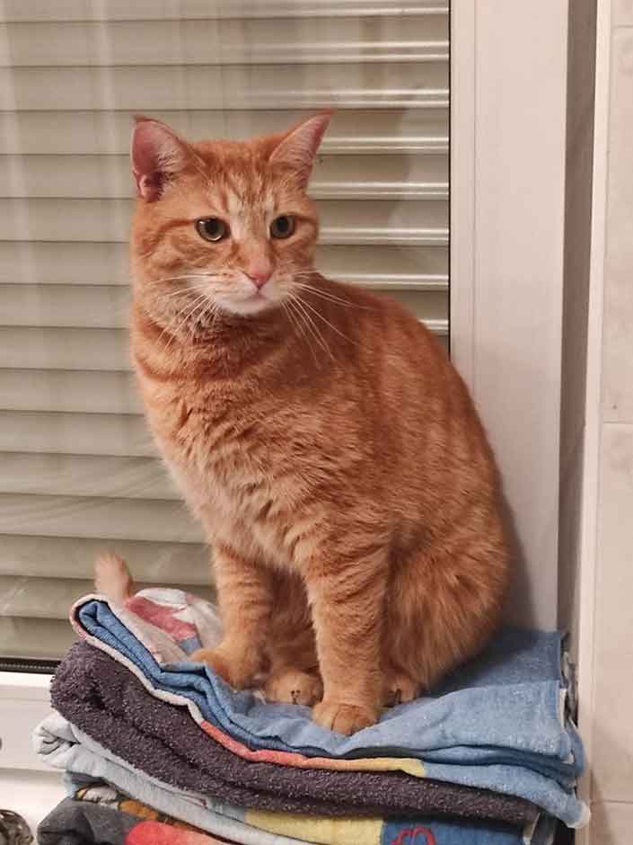 Ein roter Kater sitzt im Fenster auf Handtüchern. 