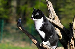 Kater Scar sitzt auf einem Baum.