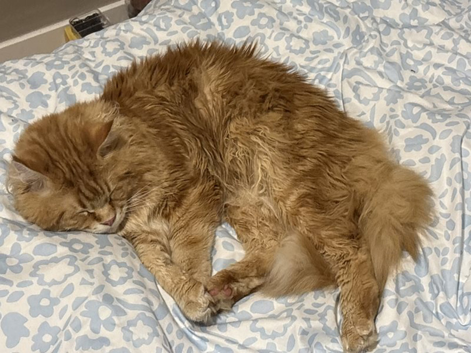 Kater Scharhan zuhause