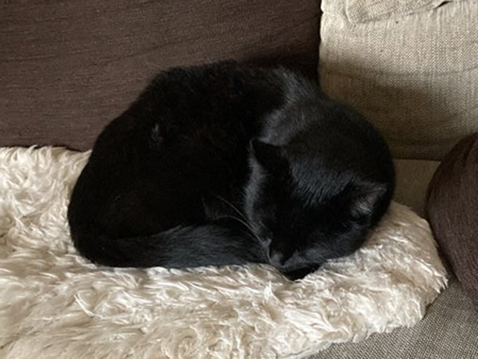 Kater Schwarz zuhause