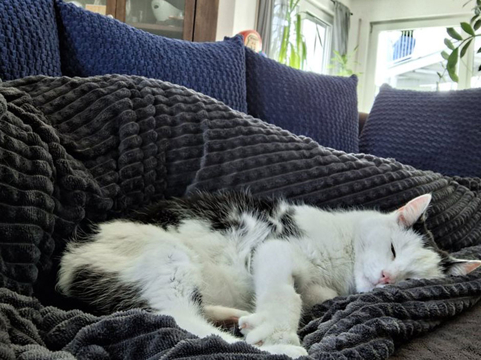 Kater Sheldon schläft auf der Couch.