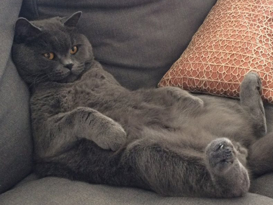 Kater Shonja Zuhause