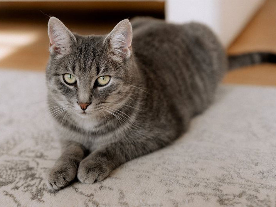 Kater Silver liegt auf einem Teppich.