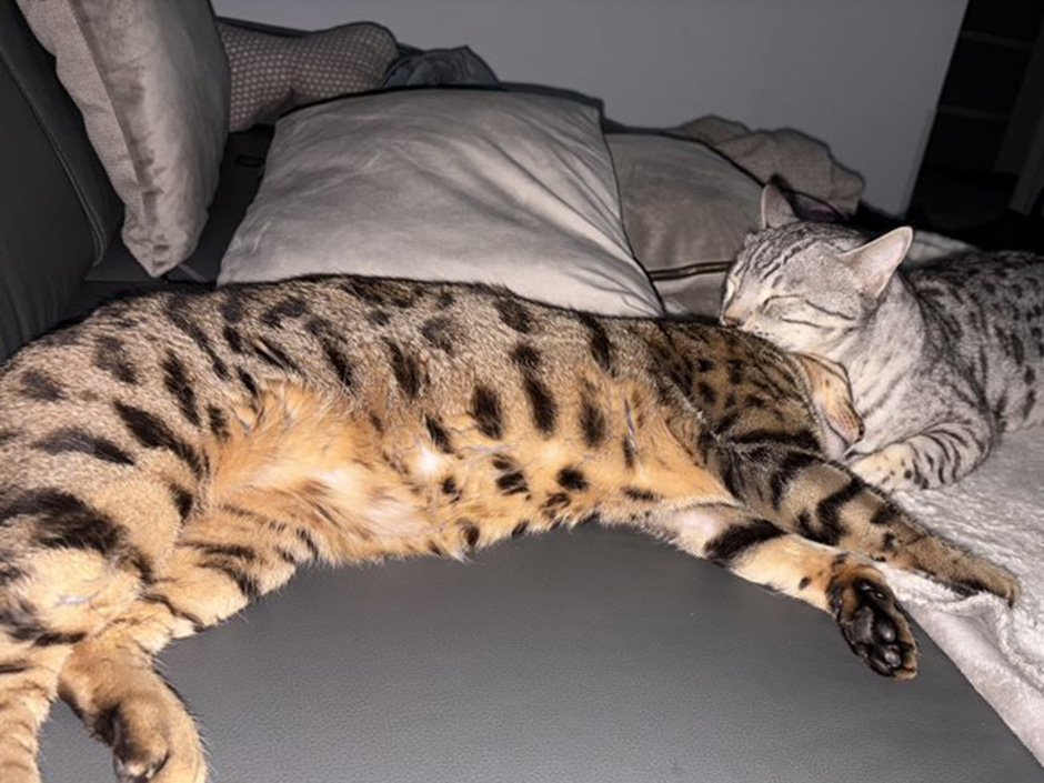 Kater Simba mit Bruder zuhause